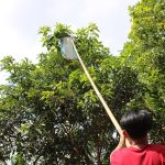 Para Pencari Kroto di desa Sambeng