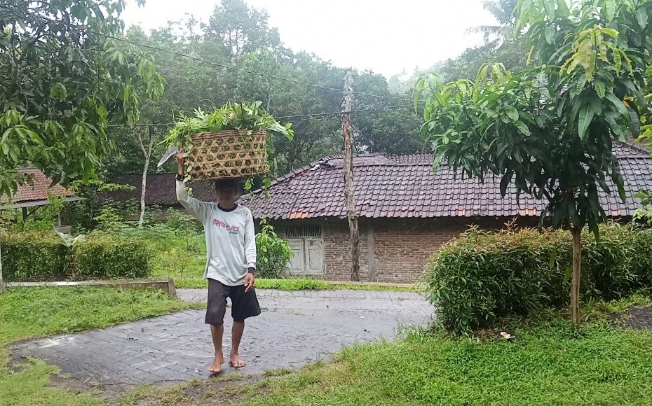 Pengetahuan Tradisional Nyunggi Suket - Desa Bigaran Borobudur 2