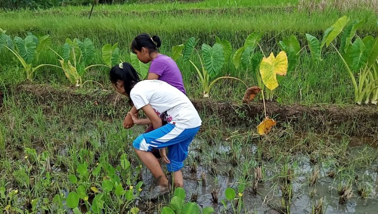 Pengetahuan Tradisional dan olahraga tradisional- Nggolek Keong Sawah - Desa Bigaran Borobudur #1