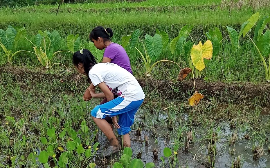 Pengetahuan Tradisional dan olahraga tradisional- Nggolek Keong Sawah - Desa Bigaran Borobudur #1