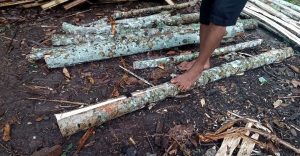 Pengetahuan tradisonal Mlatok Kayu Desa Bigaran Borobudur #2