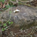 Tempat Sakral Petilasan Mbah Demang Jagan - Cikal Bakal Dusun Serut Desa Bigaran Borobudur