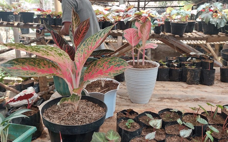 Potensi ekonomi - Pembibitan - desa Kebonsari