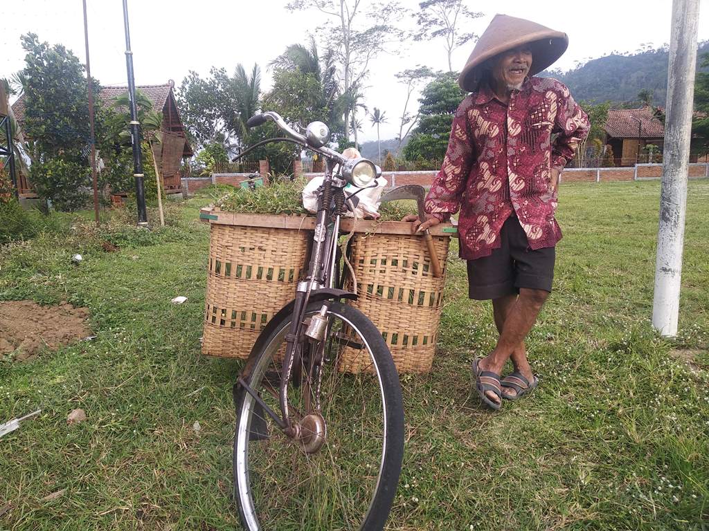 Ngarit untuk Pakan Ternak