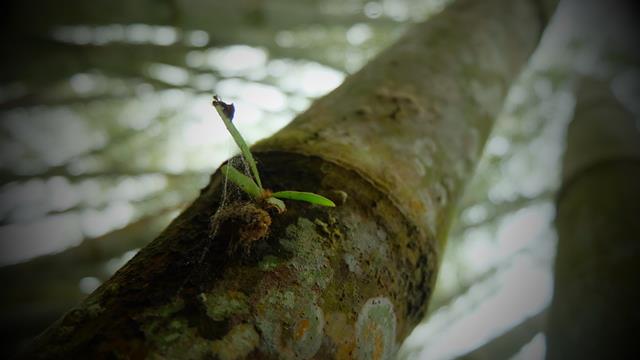 Manfaat Ekologi Bambu